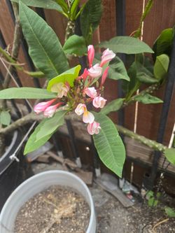 Plumeria