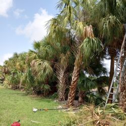 Tree Trimming 