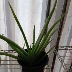 Aloe Vera Plant