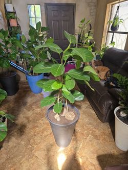 4ft 7in tall Ficus Audrey plants in new 20in black composite  pot with stones