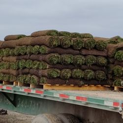 Sod Pallet Fresh Anyday