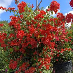 Gorgeous Bougainvillea Trellis 25g$350🏡🌸🌸