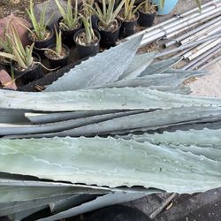 Pen as. De. Magee. Para. Su. Barbacoa 