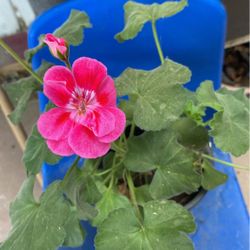 Geranium Plant Beautiful Color