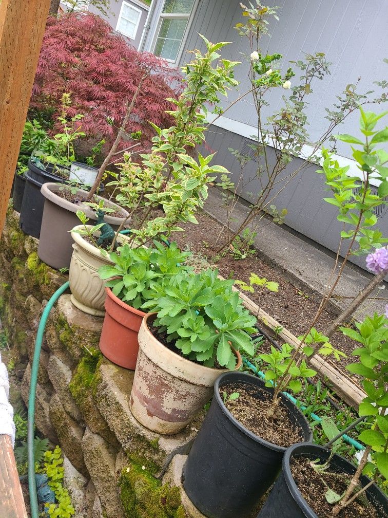 Plant For Sale