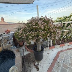 Jade Plant (Crassula ovata)   Big pot