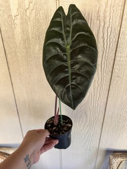 Alocasia Watsoniana