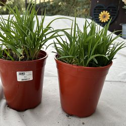 Perennial Hardy Plants