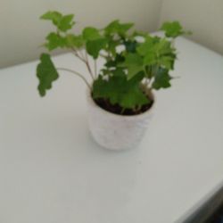 Ivy Plant And Ceramic Pot 