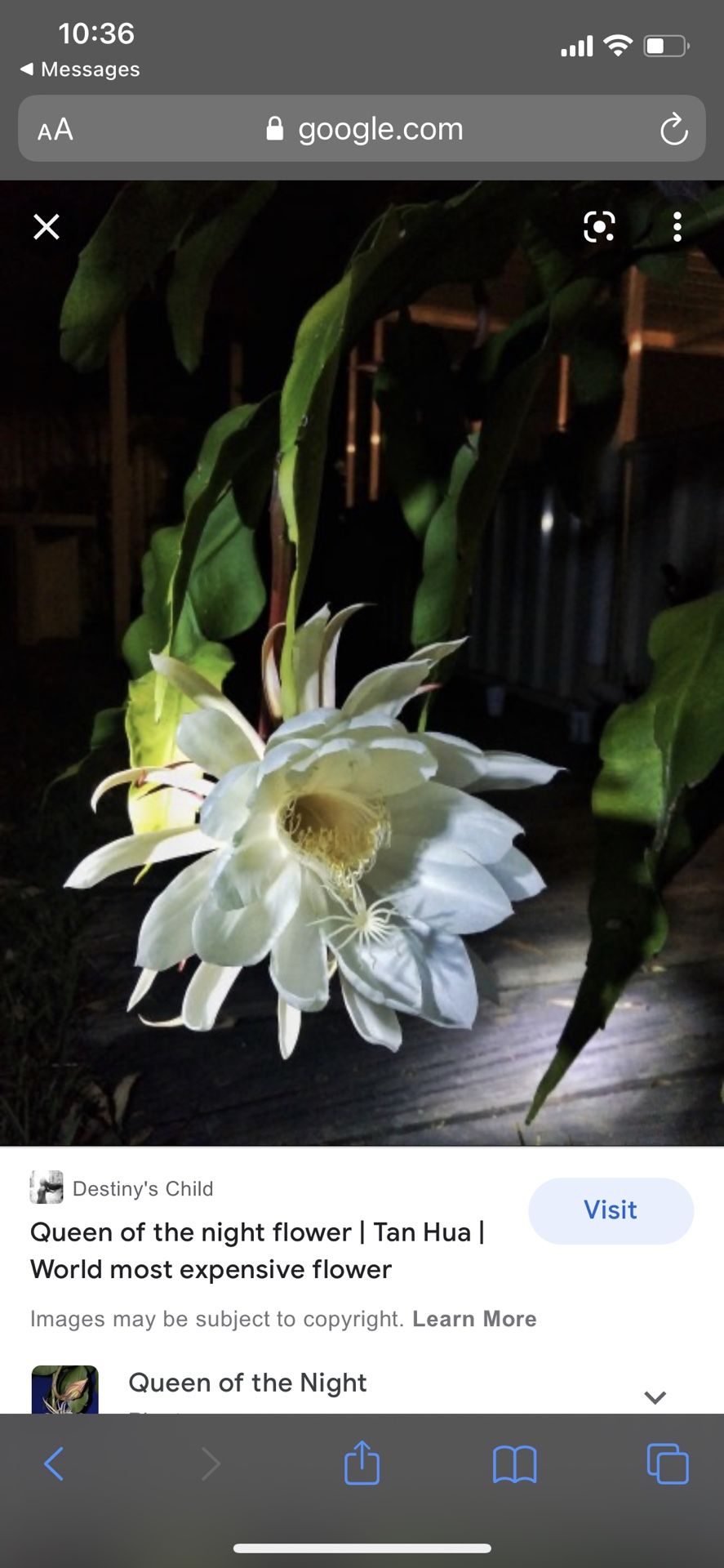 Queen If The Night Epiphyllum/ 4” Pot Multiple Plants 