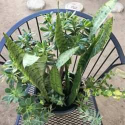Assorted Garden Plants