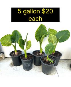 5 Gallon Elephant Ear Plants