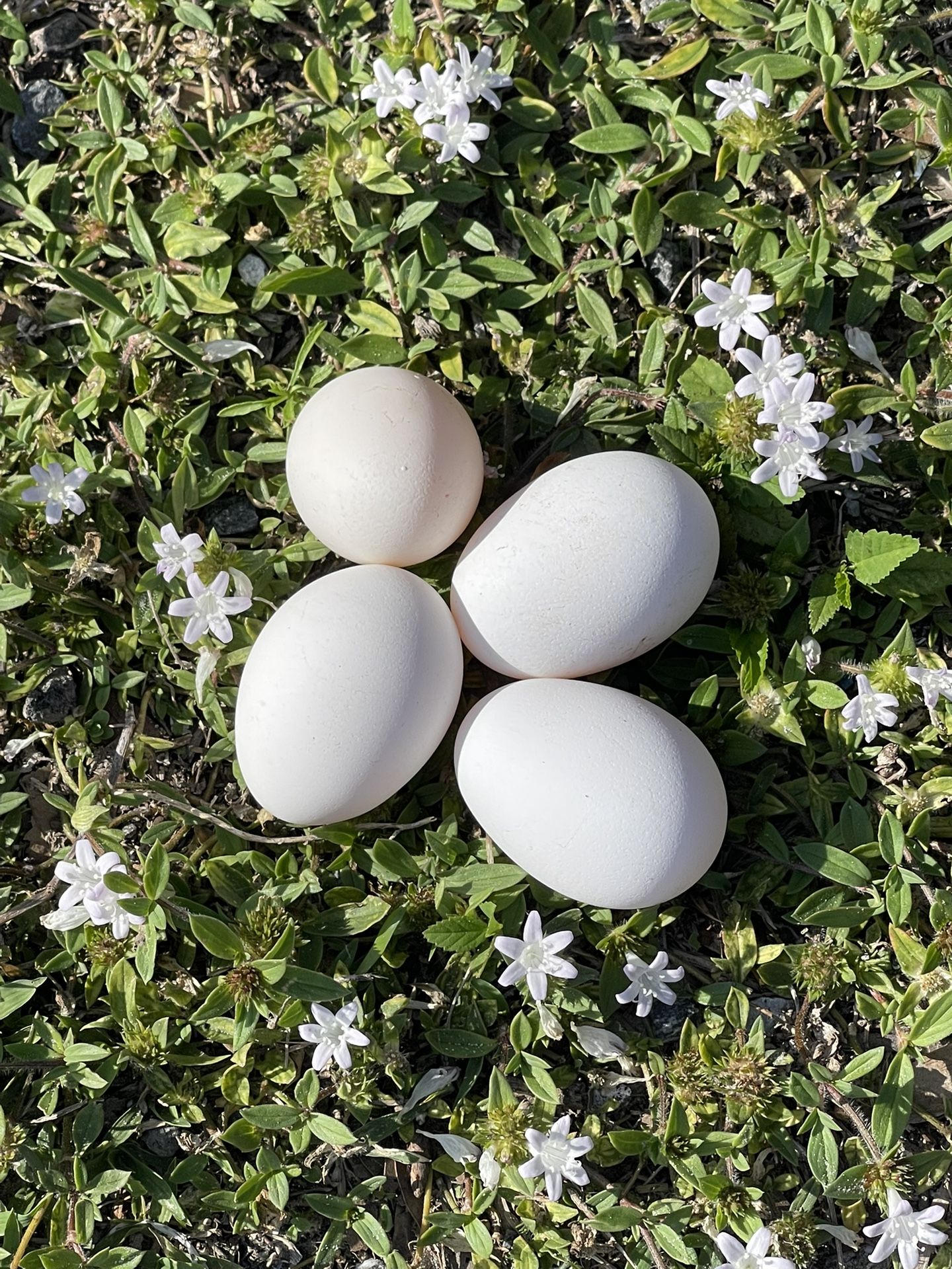 HALF DOZEN FERTILE POLISH EGGS