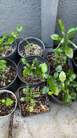 Kaffir lime tree