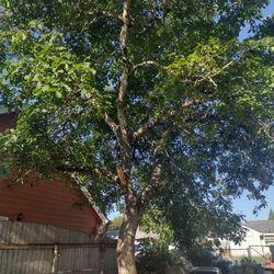 60 Year Old Walnut Tree Free