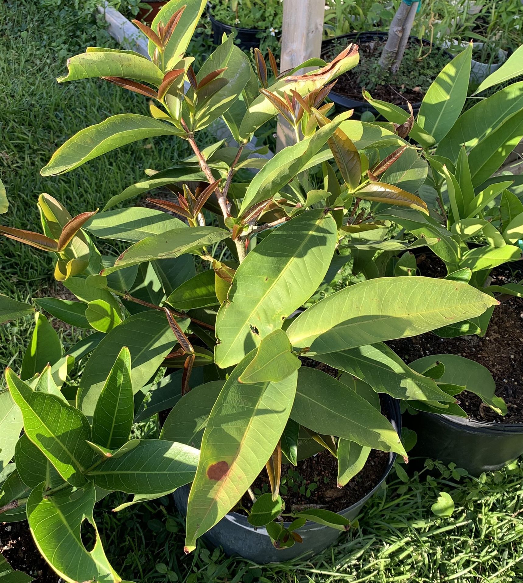 Thai Green Wax Apple (grafting )7galon