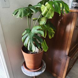 Monstera Plant 