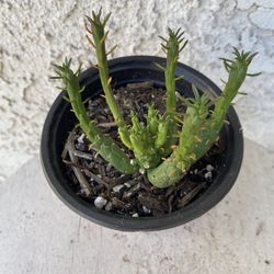 4 Inch Pot Rare Succulent Plant - Medusa Head - Euphorbia Flanaganii - Drought Resistant - Ground Covering Succulent - Yellow Flowers 🪴
