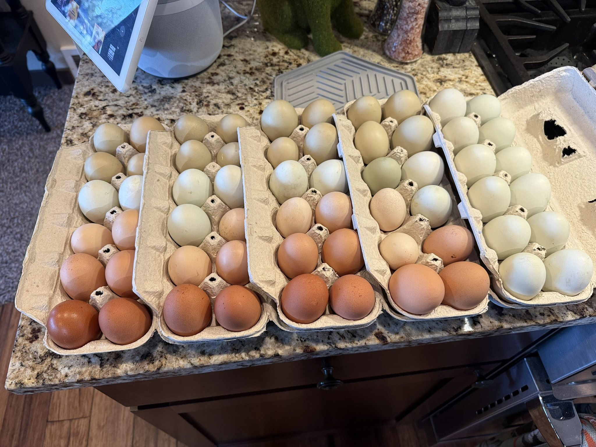 Fresh Eggs From Happy Free Range Chickens