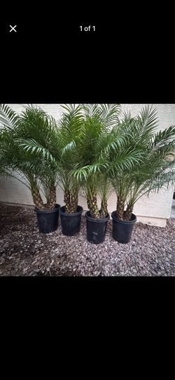 Pygmy palm 4-5ft tall