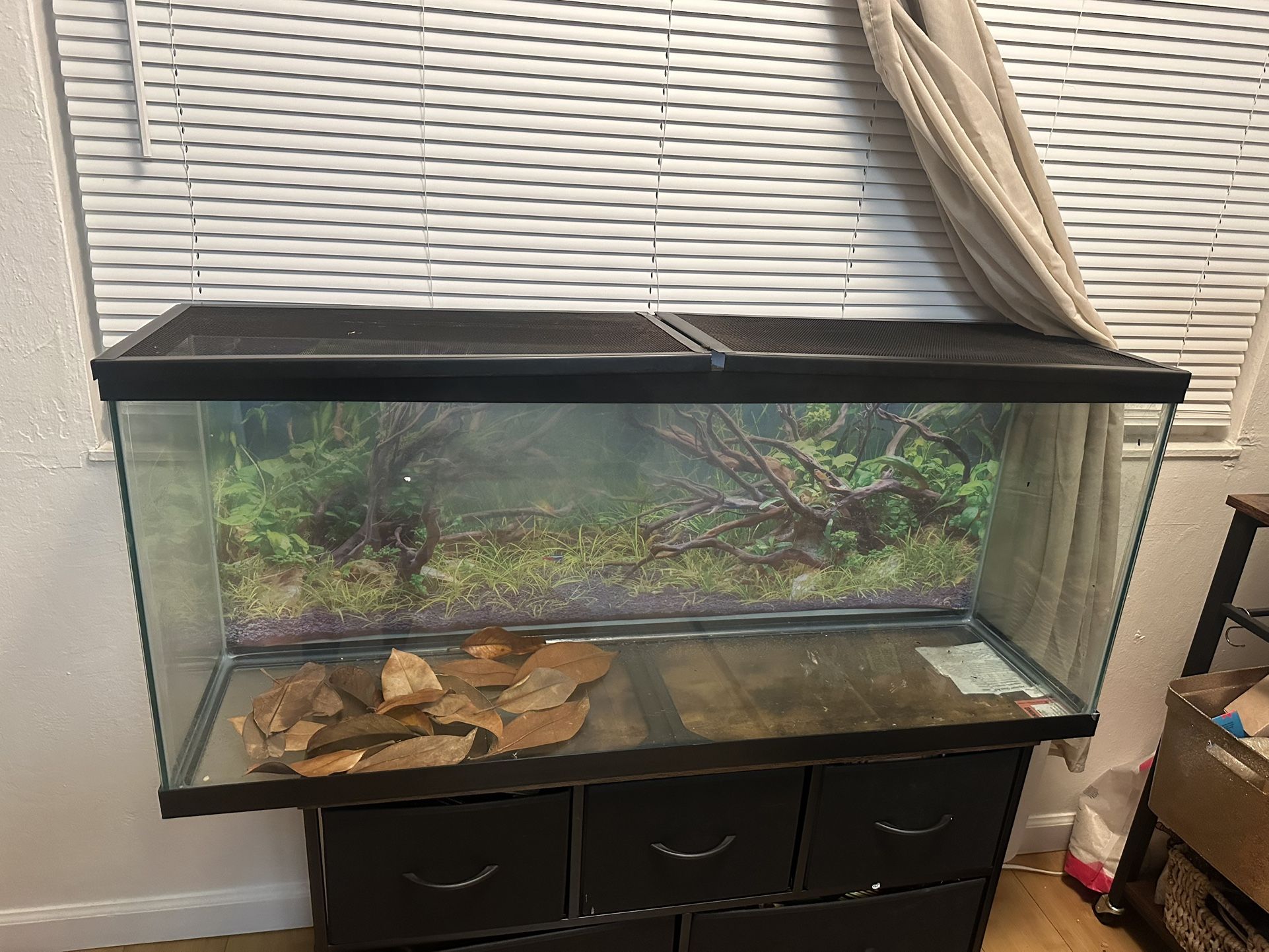 Fish Or Frog Tank