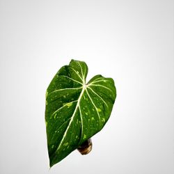 Variegated Philodendron Gloriosum
