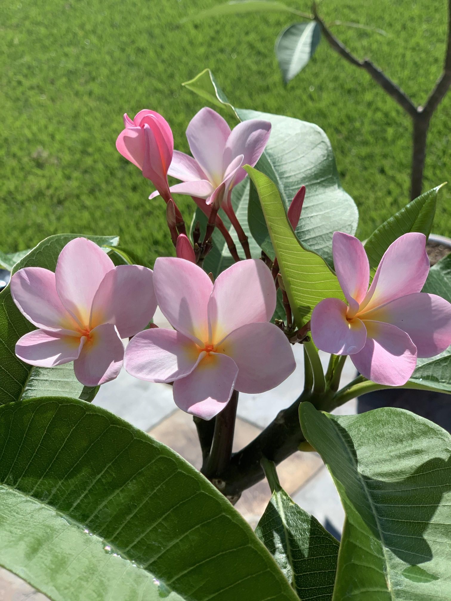 Plumeria - Single Stem