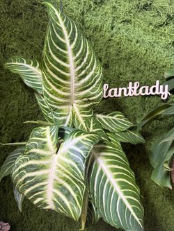 Plants (6”pot🌿Xanthosoma Lindenii “Magnificum”)