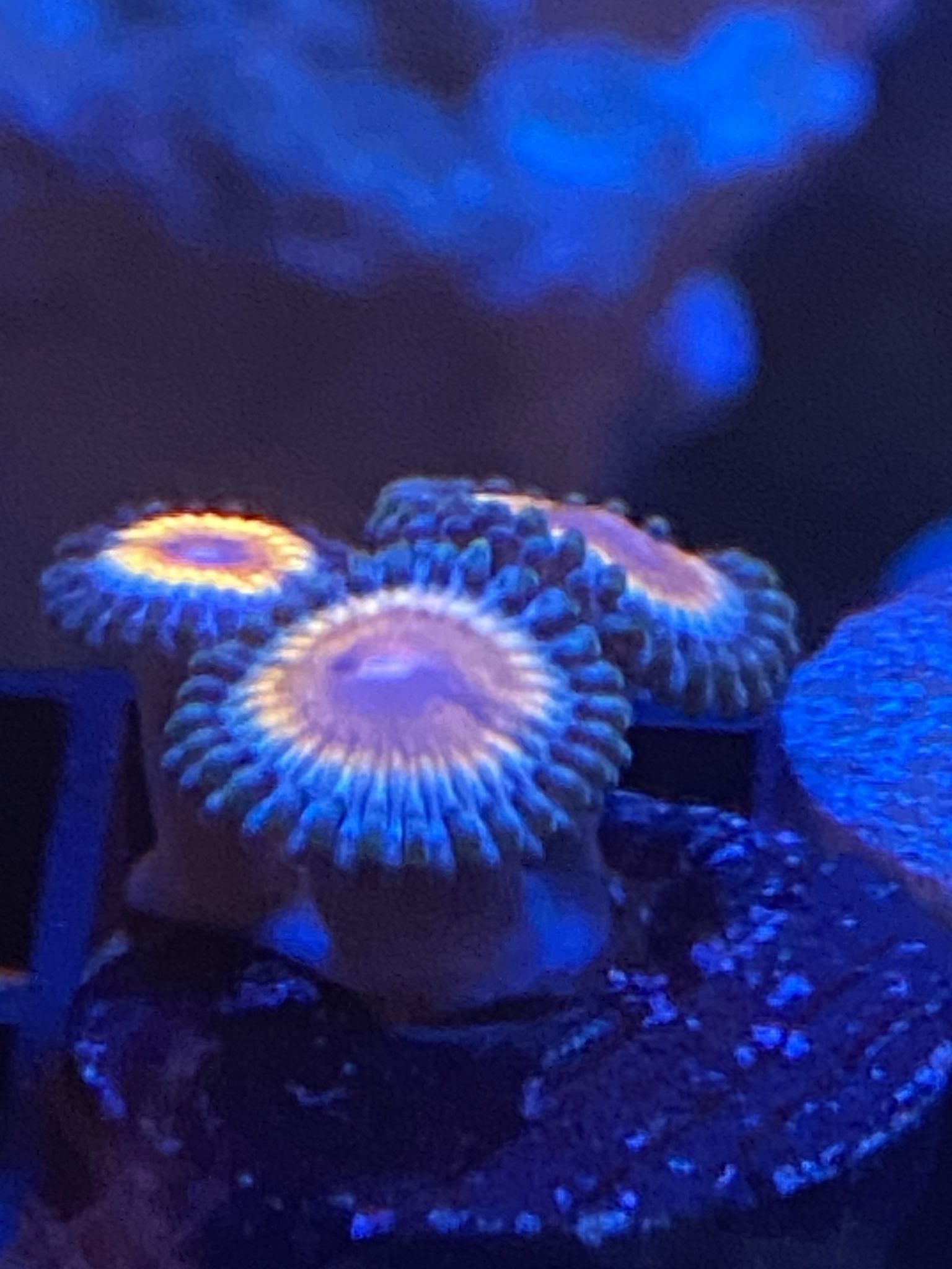 Zoa Frags