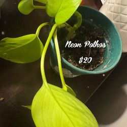 Neon Pothos 🌱