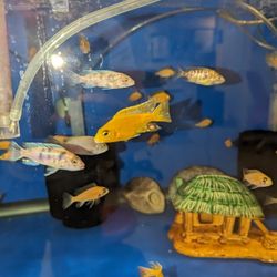 40 Gallon Fish Tank Aquarium 