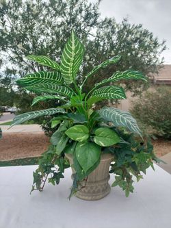Fake House Plant 🪴