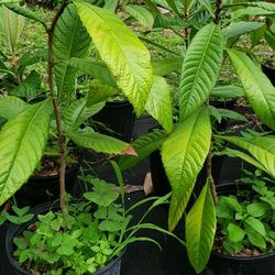 Plant Sales 