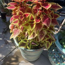 Coleus Plant