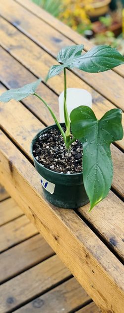 Live indoor Philodendron Bipennifolium (Horsehead) plant in a plastic nursery pot—firm price