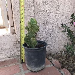 Cactus 🌵