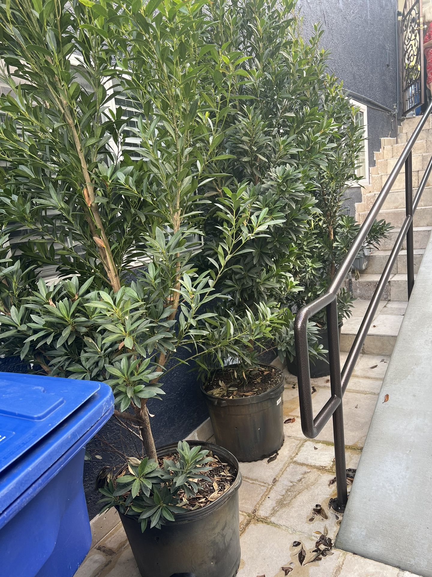 Japanese Blue Berry Tree