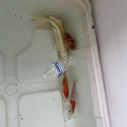 Aquarium supplies Fish Tank