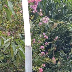 Crape Myrtle 10 Feet Tall