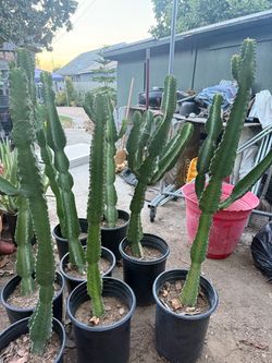 4feet Tall Cacti in a 5 gallons Pot for $45 each