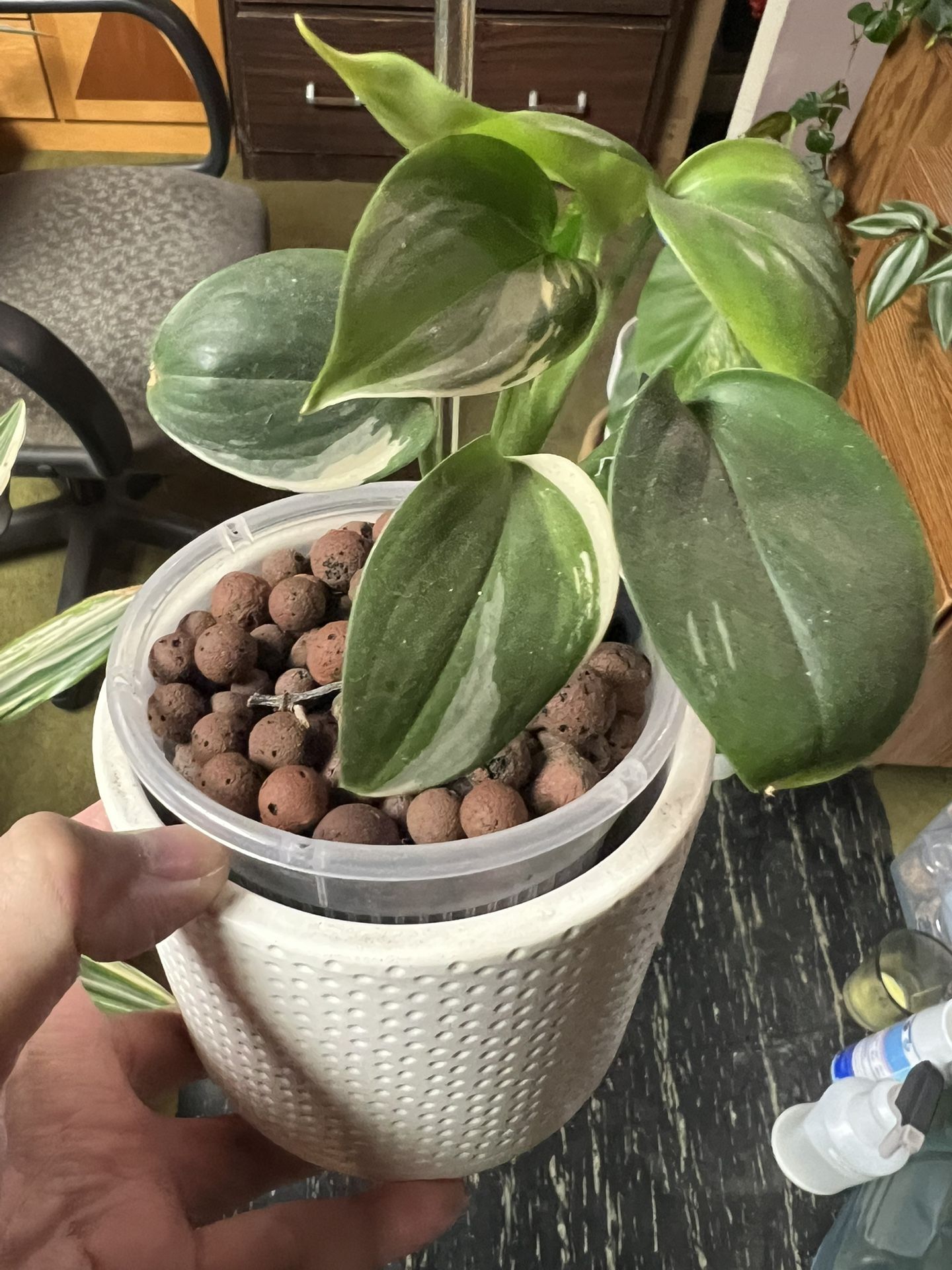 Scindapsus Blue Albo Variegated