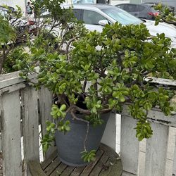Large mature jade plant