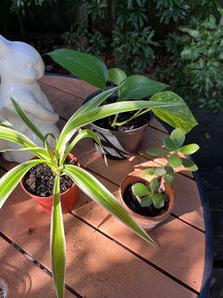 Set of 3 Beginner Plants, Jade, spider, & Pothos Plants