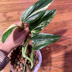 Monstera Standleyana Albo Variegated 