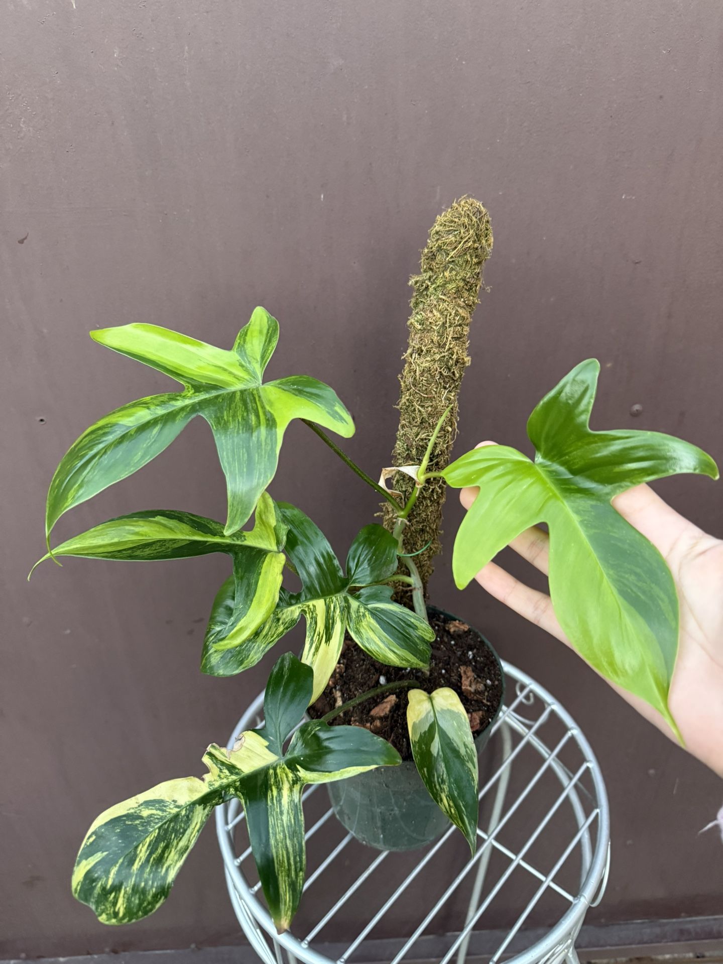 6” Philodendron Florida Beauty