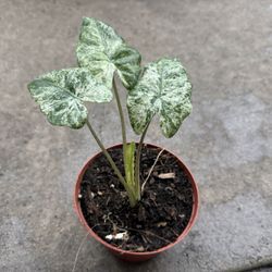 Variegated Alocasia
