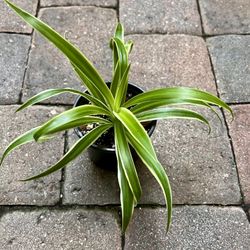 Clorophytum 