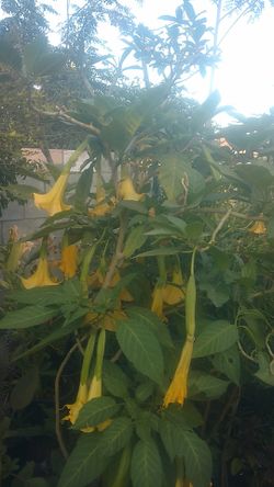 Planta trompeta de ángel