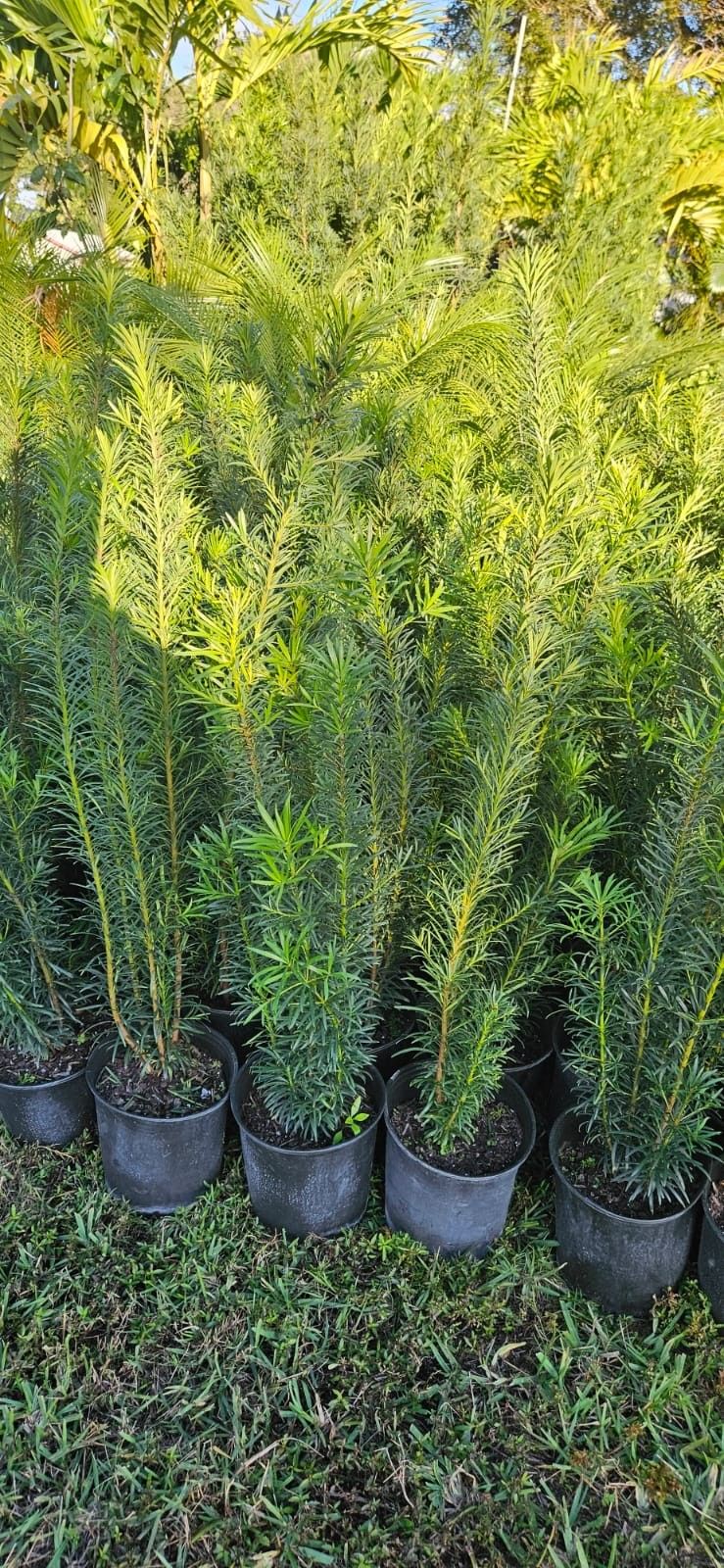 Podocarpus Over 4 Feet Tall Instant Privacy Hedge For Fence