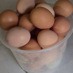 fresh eggs backyard chickens 